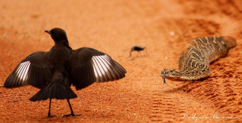 Oh, Squirrel…or Snake