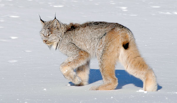 Lynxes – What’s Not to Love