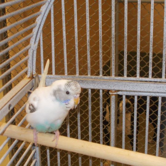 Of Parakeets and Rescue Bears