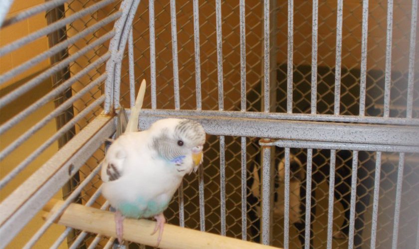 Of Parakeets and Rescue Bears